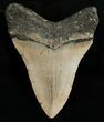 Megalodon Tooth - Carolinas #6667-2
